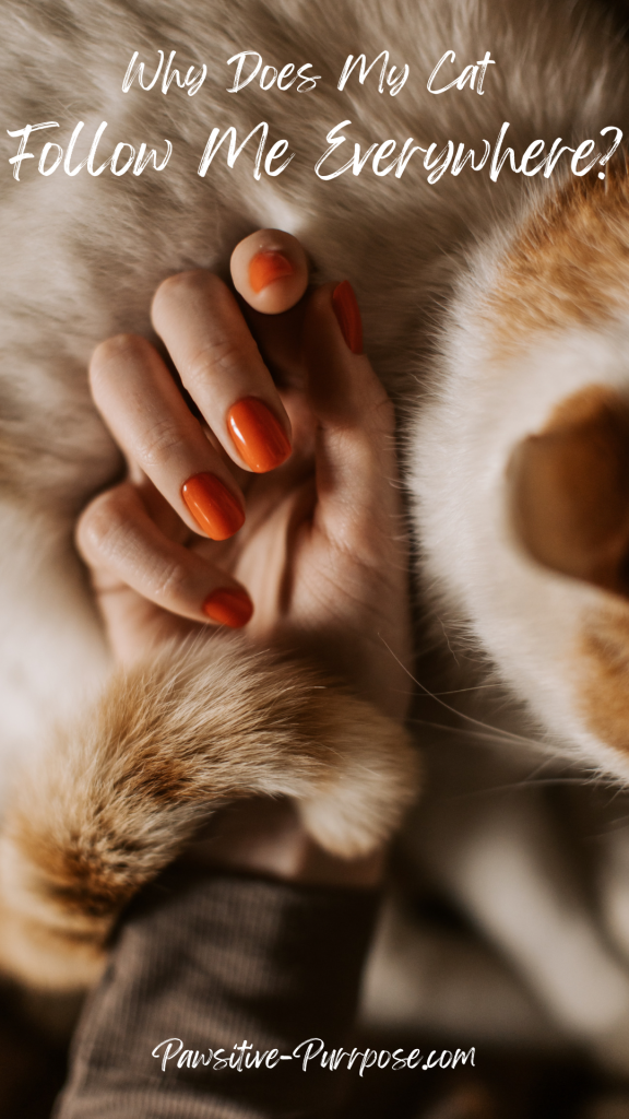 Image of an orange and white cat wrapping their tail around a person’s hand with the text “Why Does My Cat Follow Me Everywhere?”