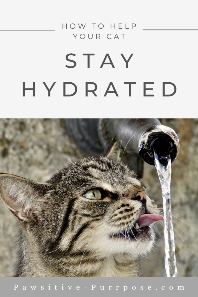 Gray tabby cat drinking water from a faucet outside with the text how to help your cat stay hydrated